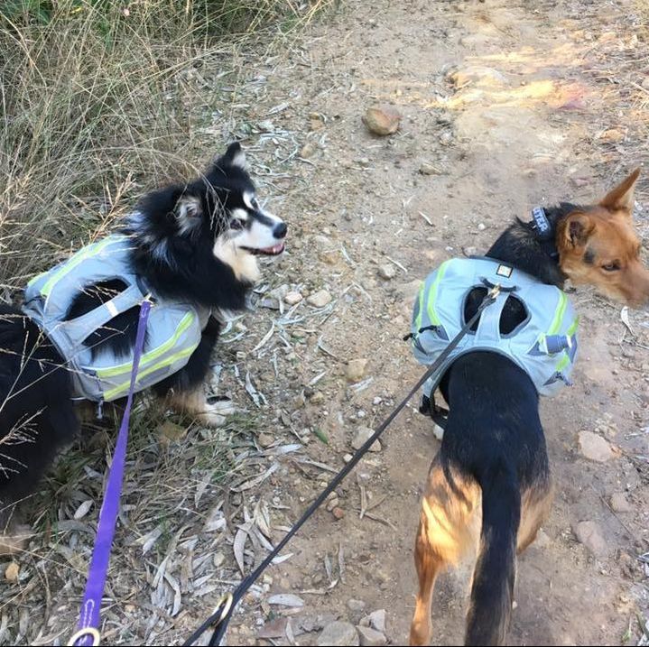 Ahsoka the finnish lapphund backpacking with Dexter