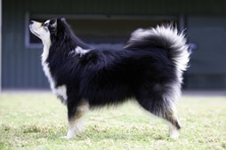 Ahsoka the finnish lapphund stacked for the show ring