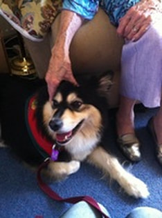 Ahsoka the finnish lapphund doing therapy work for Delta Therapy Dogs