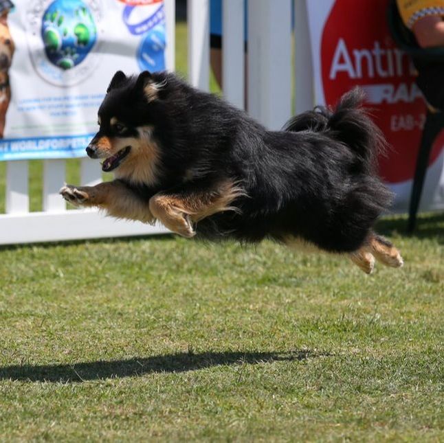 Squiggle jumping at the flyball nationals