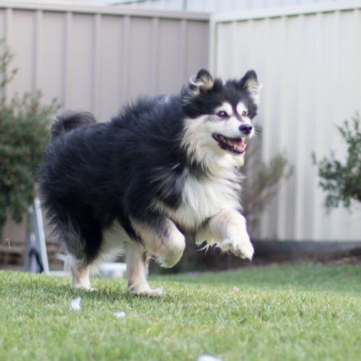 Ahsoka running in the backyard