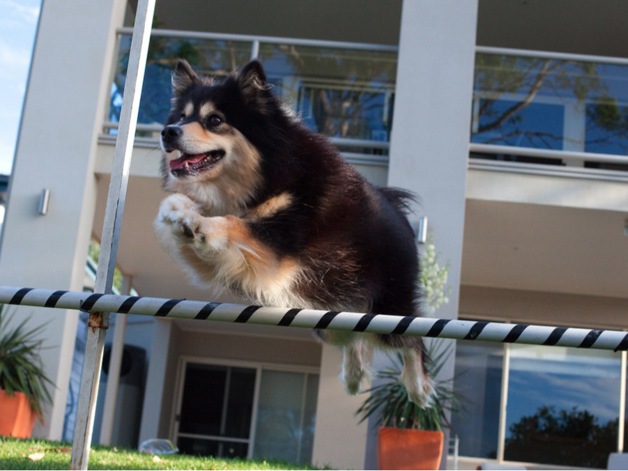 Ahsoka jumping for trick dog