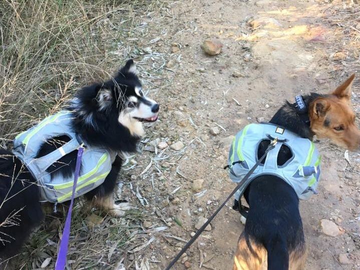 Ahsoka in her backpack during a hike
