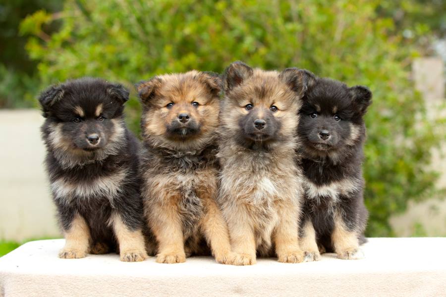 The four girls from Squiggle's first litter - armahani goldstones