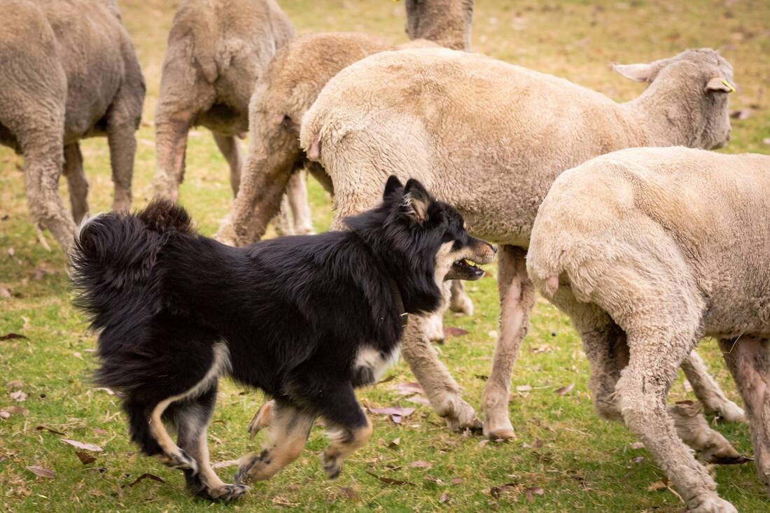 finnish lapphund herding sheep