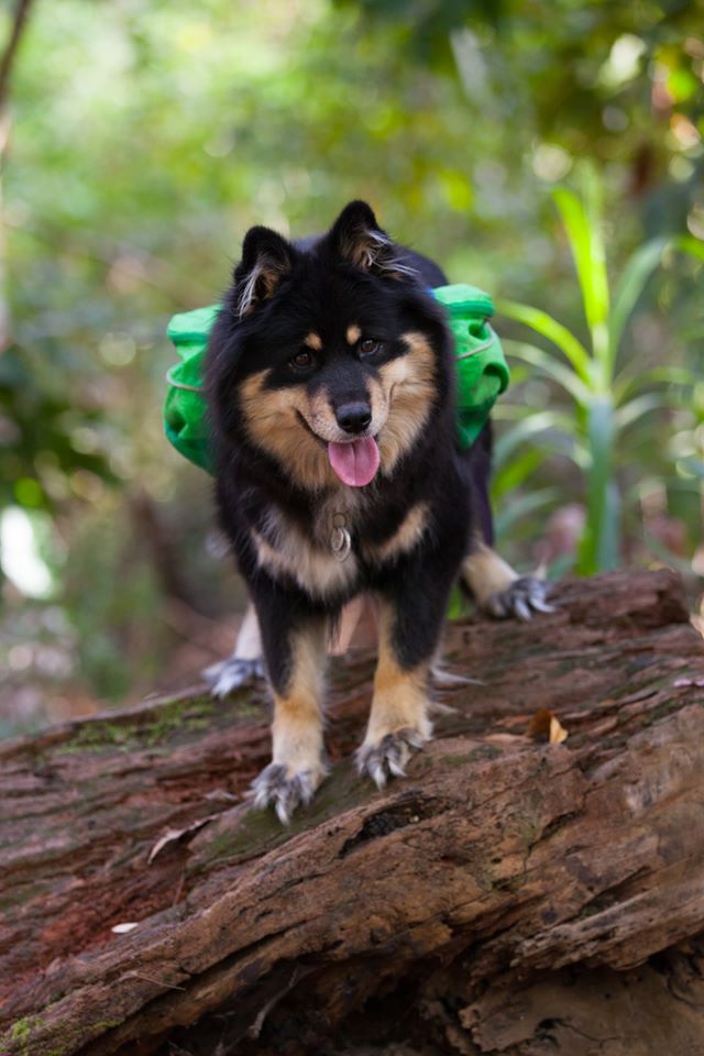 Slinky in her backpack during a hike