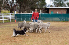 Ahsoka the finnish lapphund herding sheep