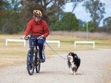 Ahsoka completing the Dogs NSW Endurance Test