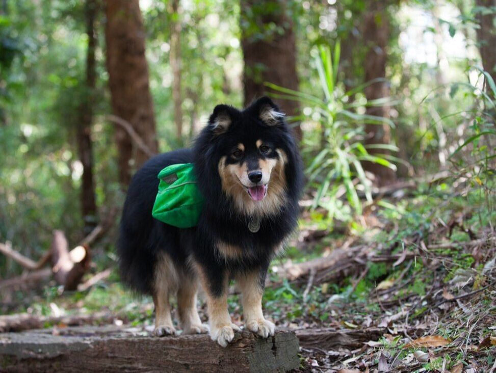 Squiggle in her backpack during a hike