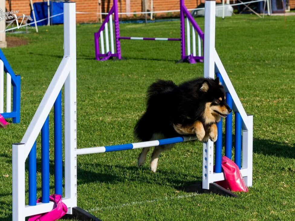 Squiggle competing at the Agility National Championships