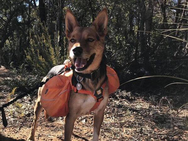 Squiggle in her backpack during a hike